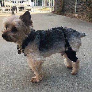 MuttKnee Brace & Harness for Sm/Med Dogs, Adjustable, Double back leg braces ACL